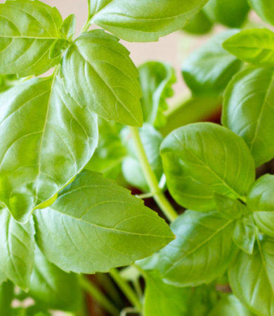 Easy To Grow Herbs