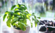How to Grow an Indoor Herb Garden
