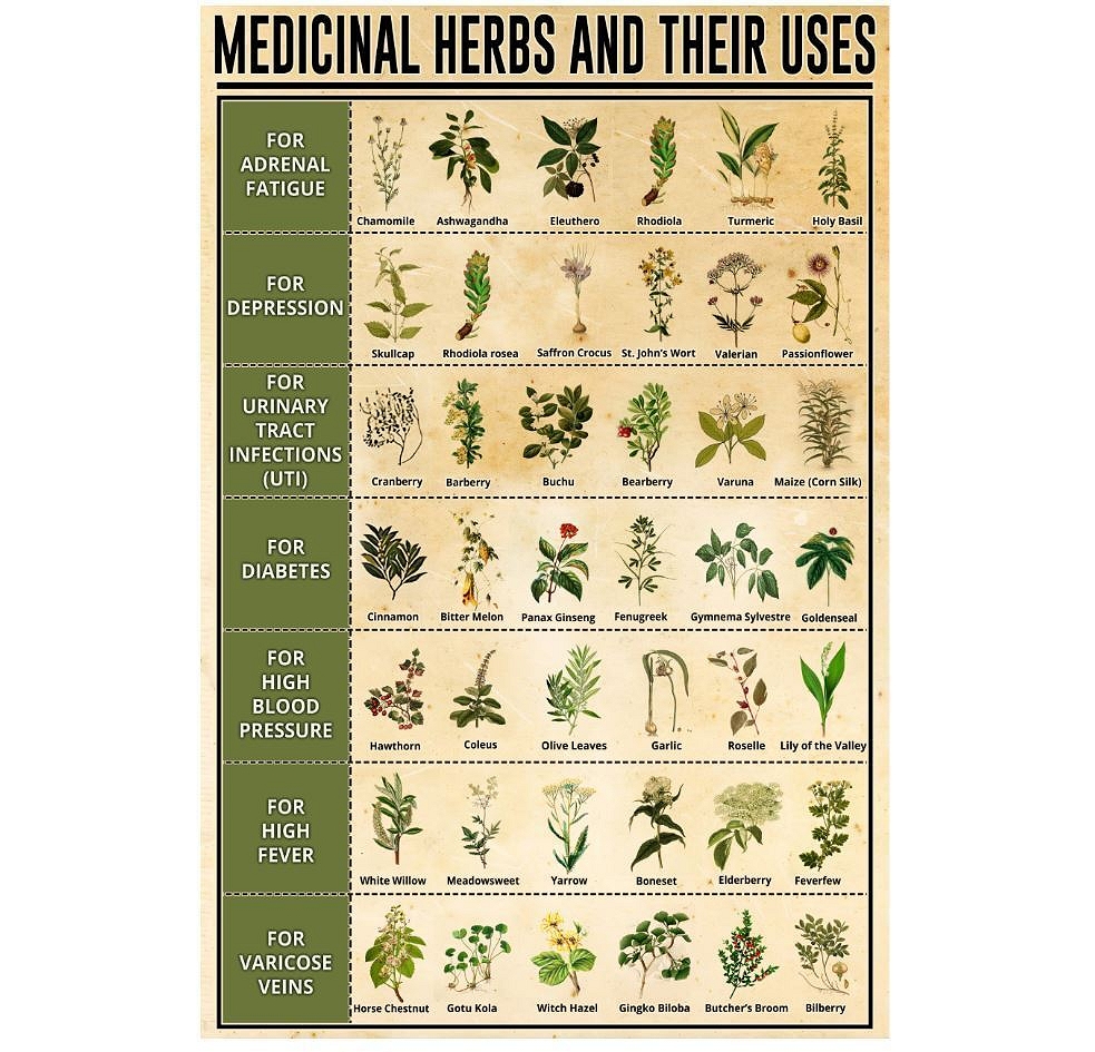 Herbs and Their Uses
